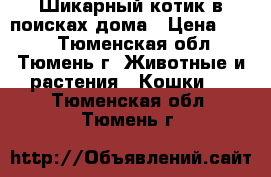  Шикарный котик в поисках дома › Цена ­ 300 - Тюменская обл., Тюмень г. Животные и растения » Кошки   . Тюменская обл.,Тюмень г.